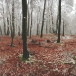 Forest winter 360 degrees panorama