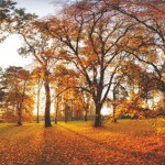 Autumn panorama in park