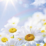 floral spring and summer background